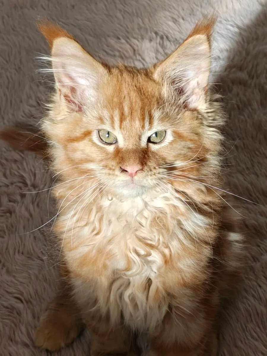 Maine Coon kittens - Image 2