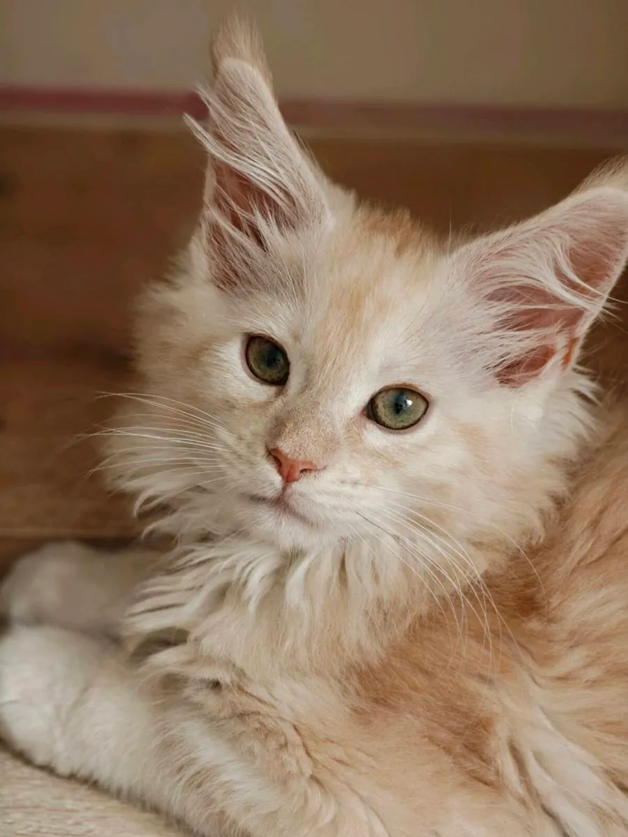 Maine Coon kittens - Image 3