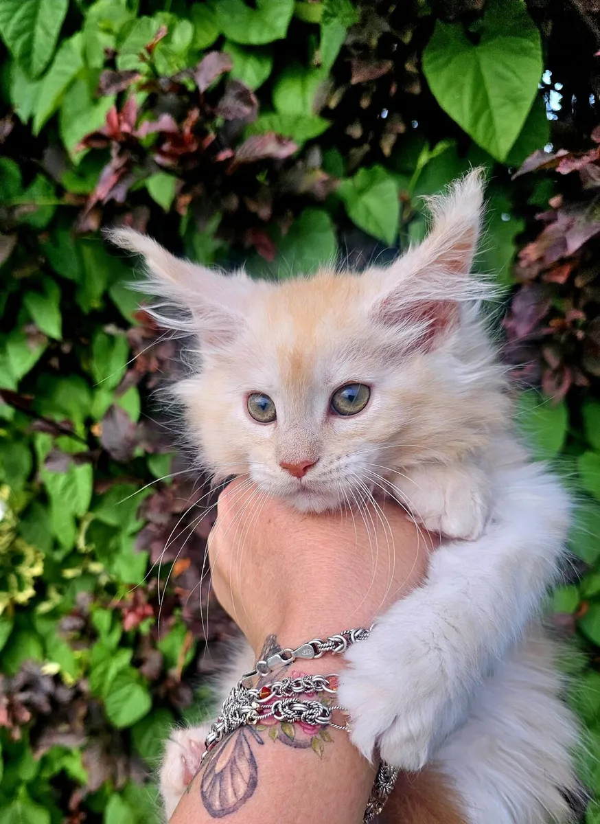 Maine Coon kittens - Image 4