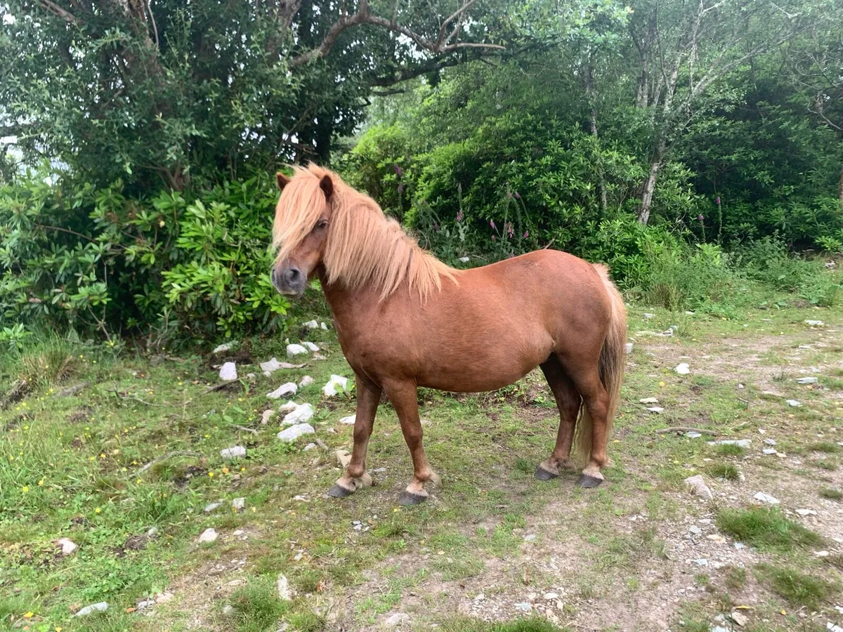 Pony - Image 1
