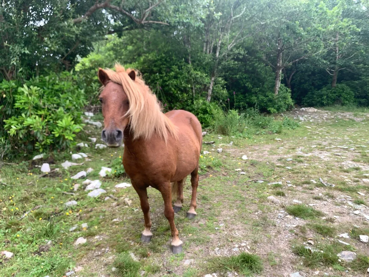 Pony - Image 2