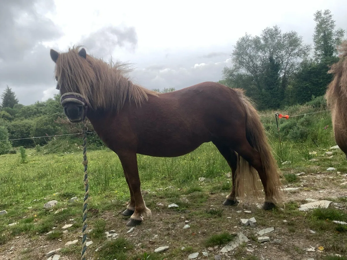 Pony - Image 4