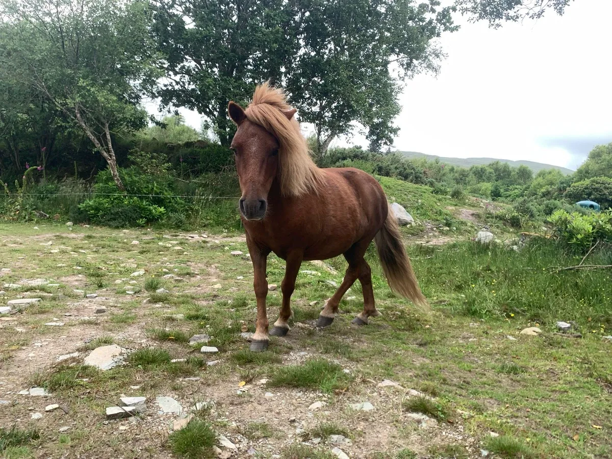 Pony - Image 3