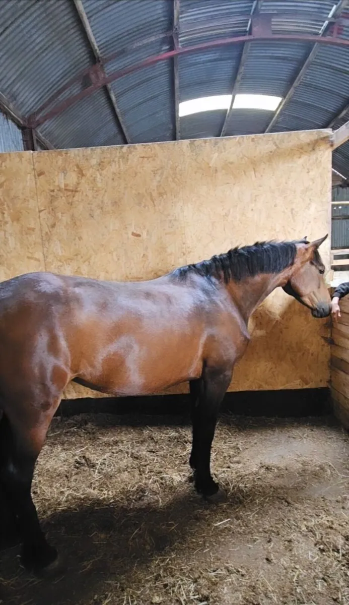 5 yo Connemara mare. - Image 1
