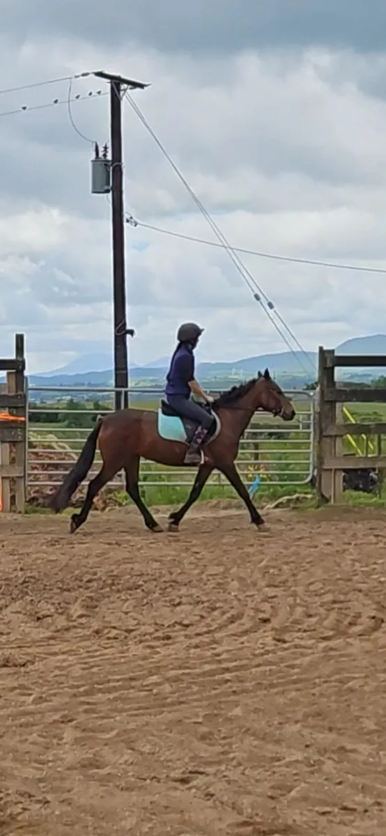 5 yo Connemara mare. - Image 2
