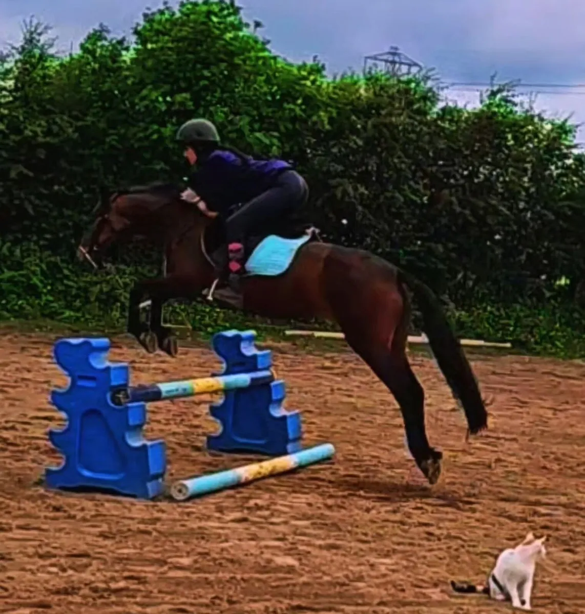 5 yo Connemara mare. - Image 3