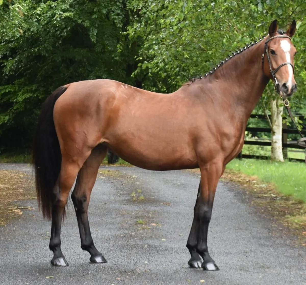 BROODMARE - IN FOAL - 1.60m horses all over page - Image 2