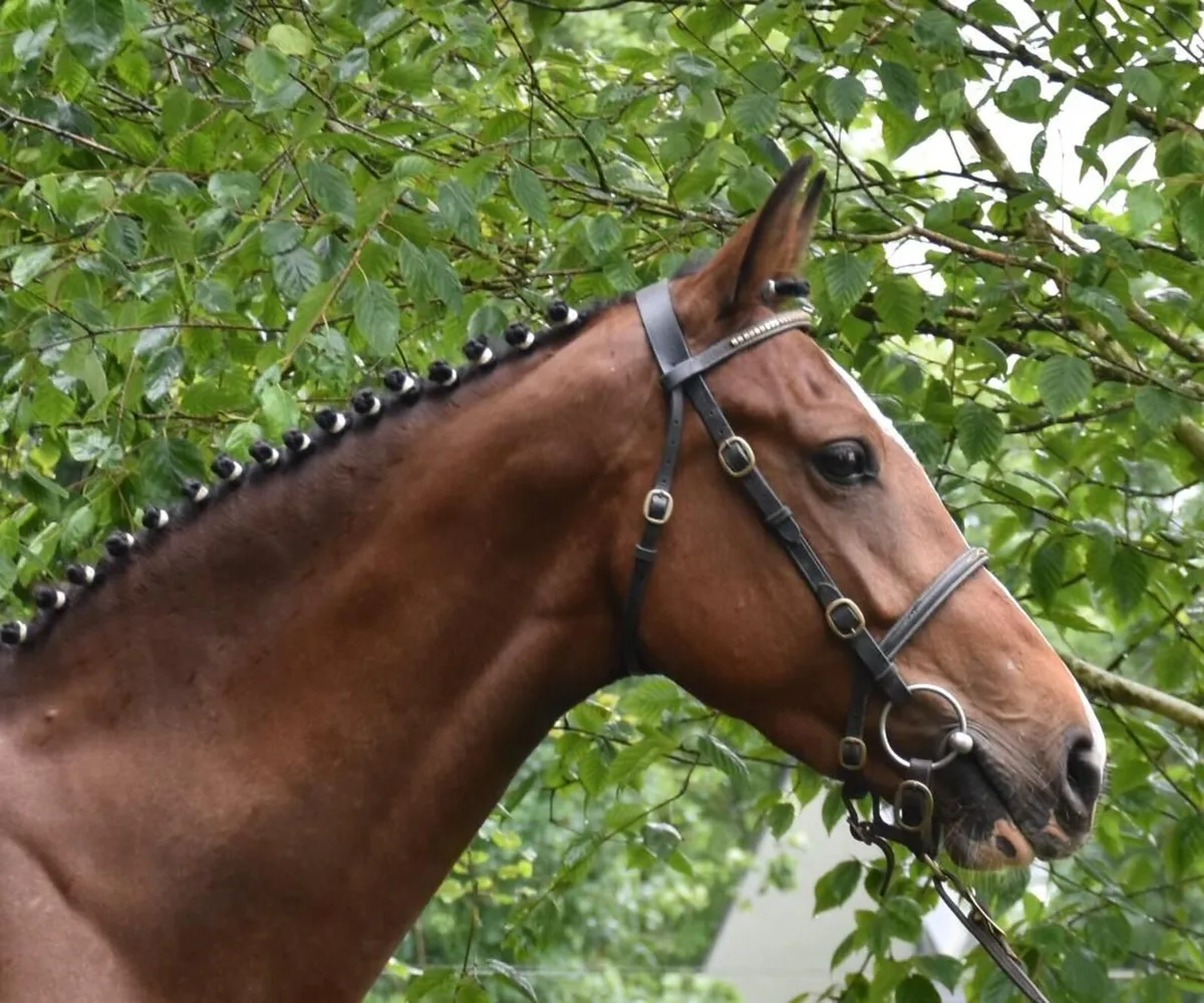 BROODMARE - IN FOAL - 1.60m horses all over page - Image 3