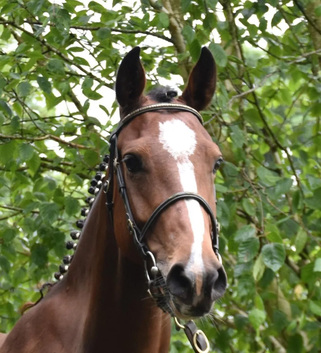 BROODMARE - IN FOAL - 1.60m horses all over page - Image 4
