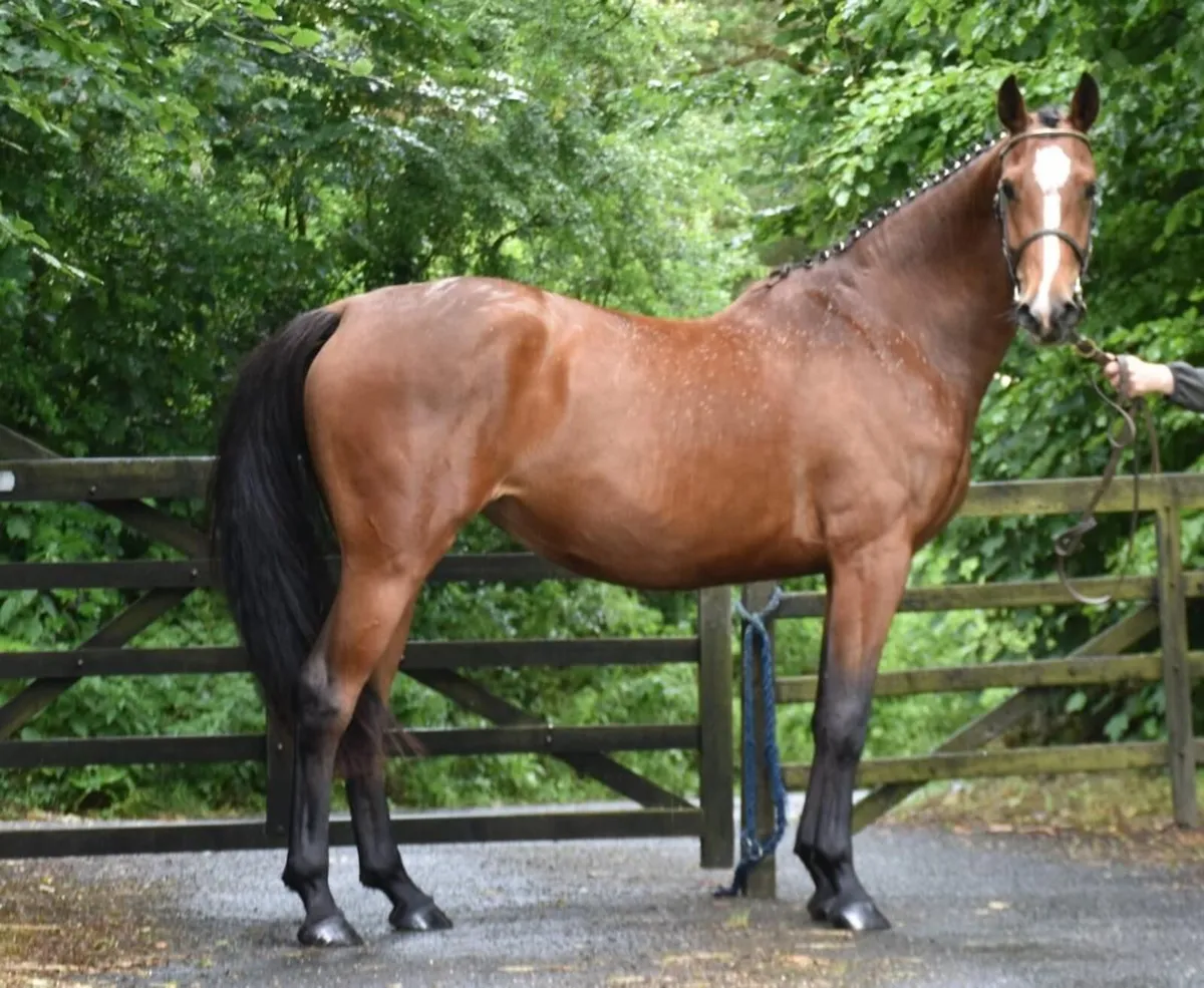 BROODMARE - IN FOAL - 1.60m horses all over page - Image 1