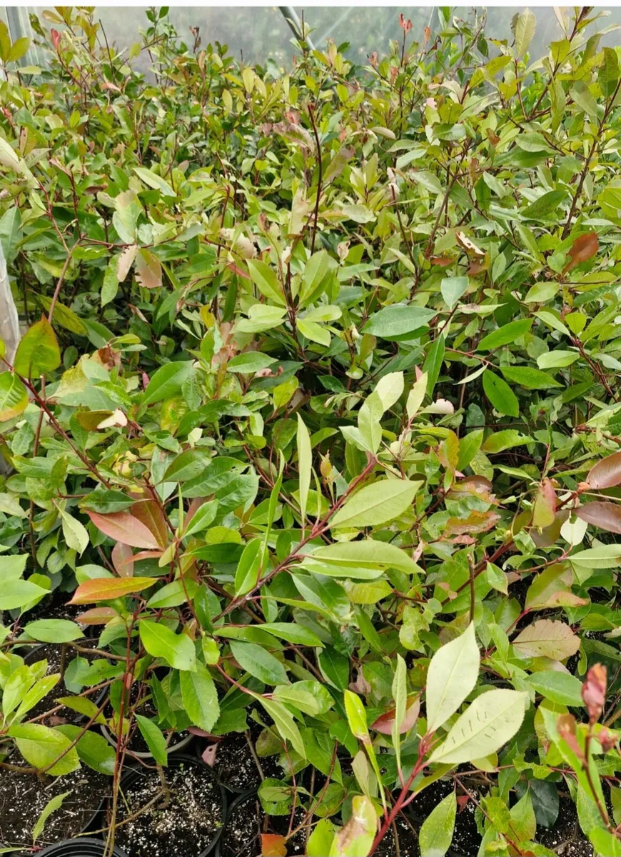 Potted red Robin hedging for sale - Image 1