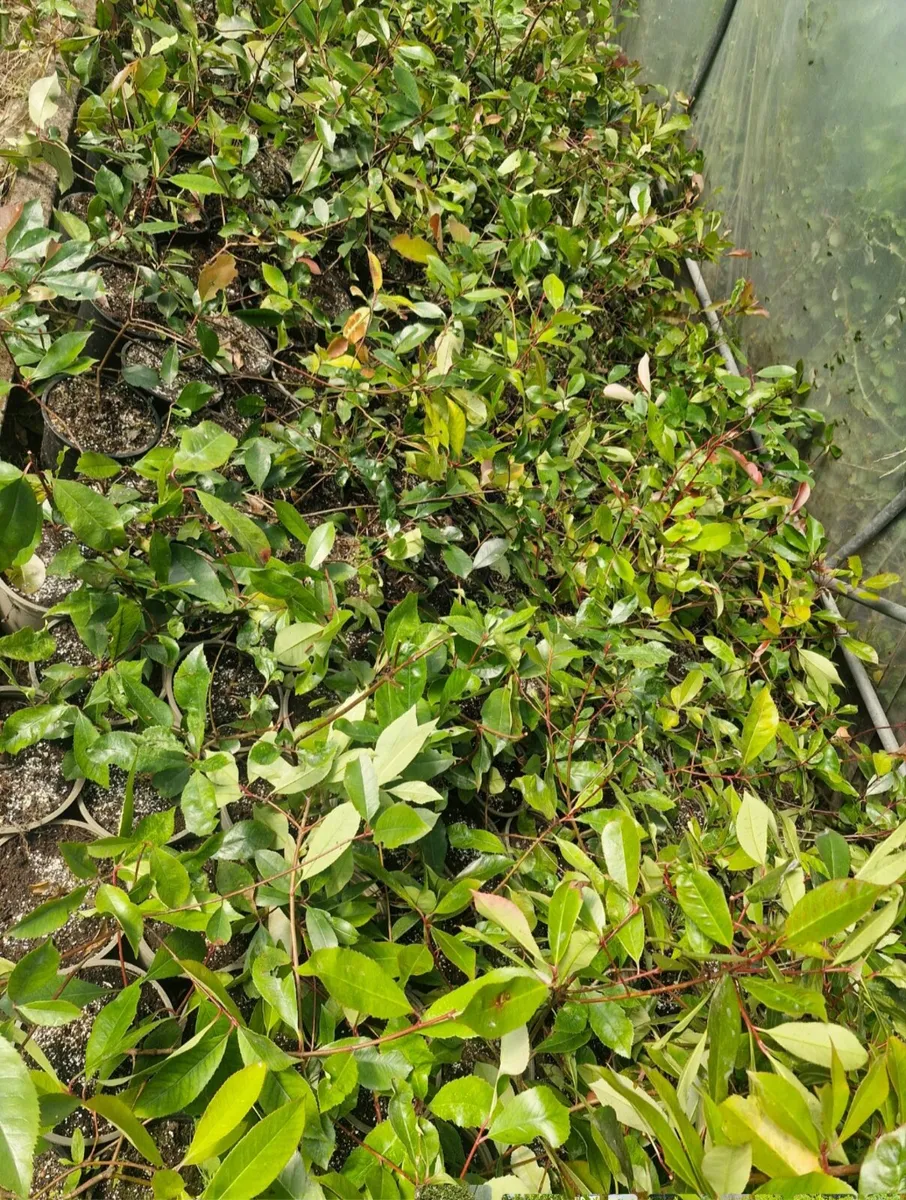 Potted red Robin hedging for sale - Image 2