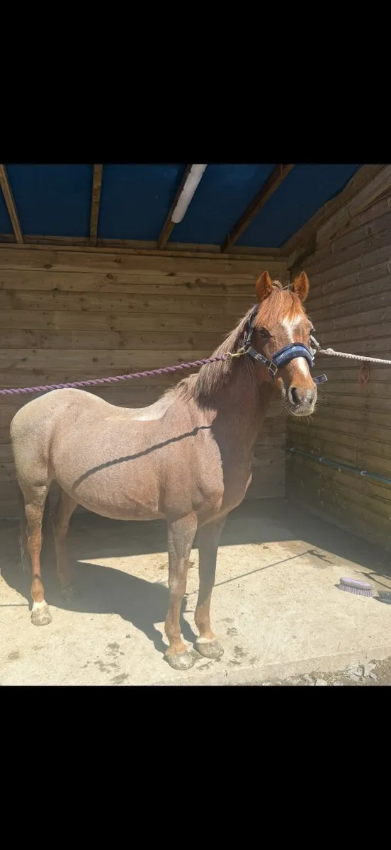 First time Pony - Image 3