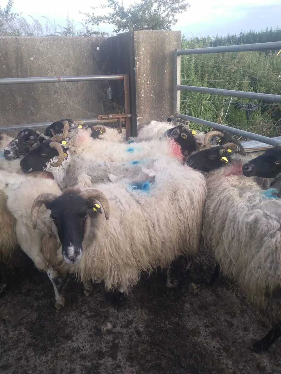 Feeding Ewes - Image 2