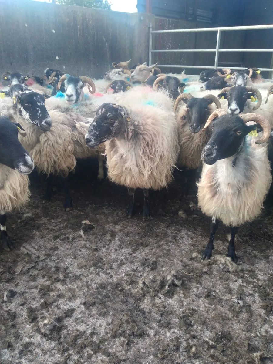 Feeding Ewes - Image 3