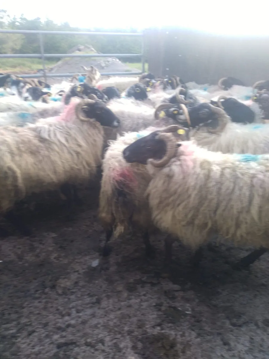 Feeding Ewes - Image 4