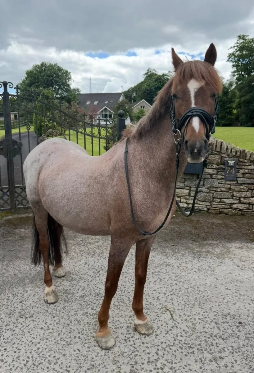 First time Pony - Image 1