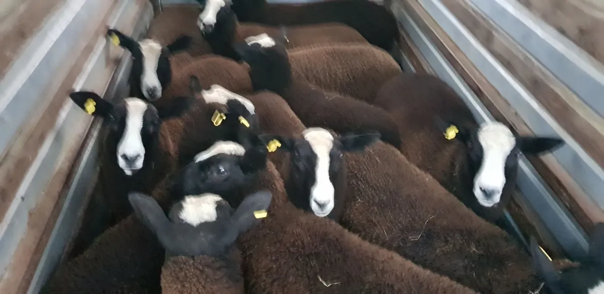 Pure bred zwartable lambs - Image 1