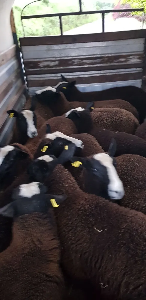 Pure bred zwartable lambs - Image 3