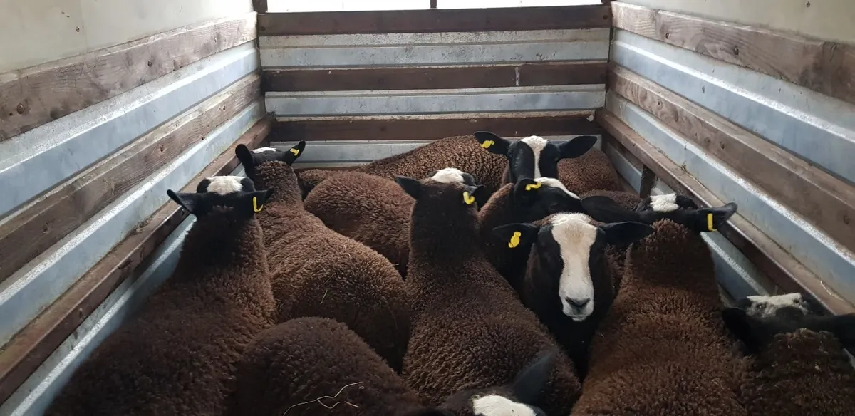 Pure bred zwartable lambs - Image 2