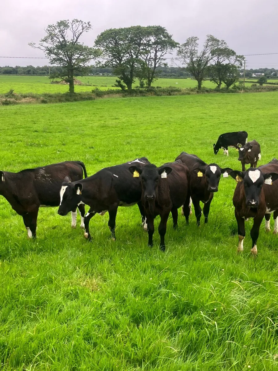Fresian Heifer Calves - Image 1