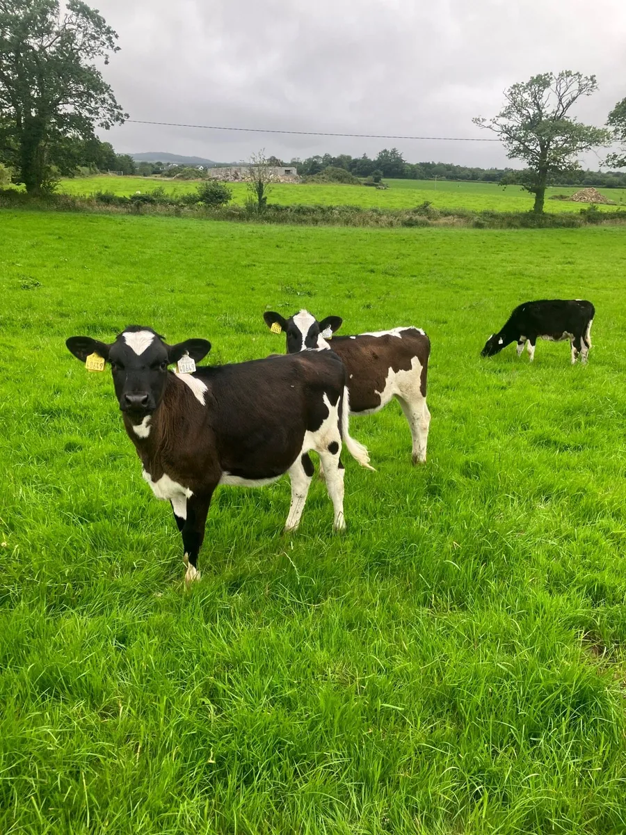 Fresian Heifer Calves - Image 2