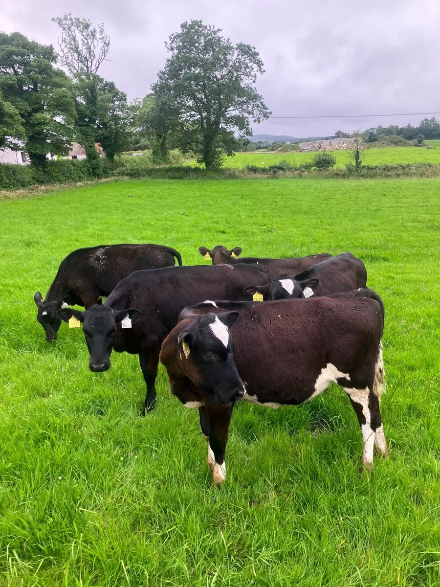 Fresian Heifer Calves - Image 3
