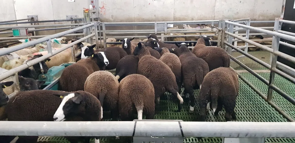 Pure bred zwartable lambs - Image 4