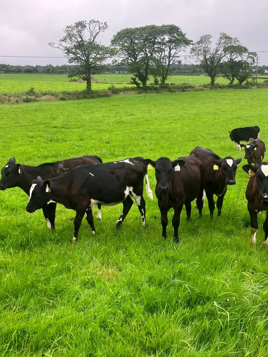 Fresian Heifer Calves - Image 4