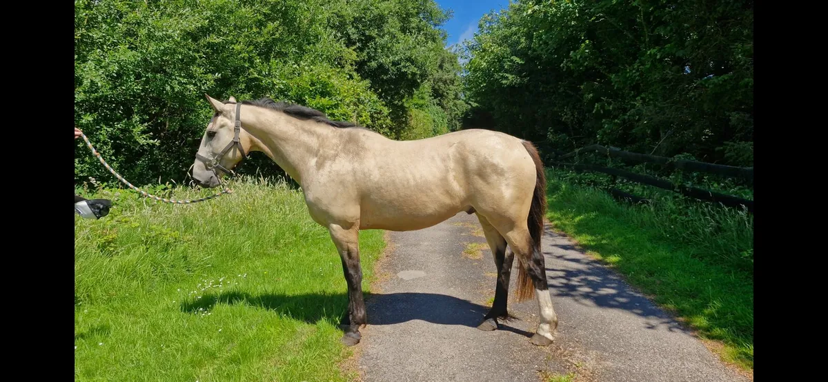 4 yr old Dun Gelding - Image 1