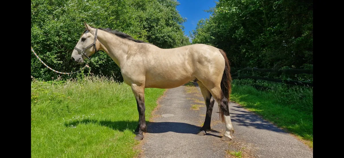 4 yr old Dun Gelding - Image 2