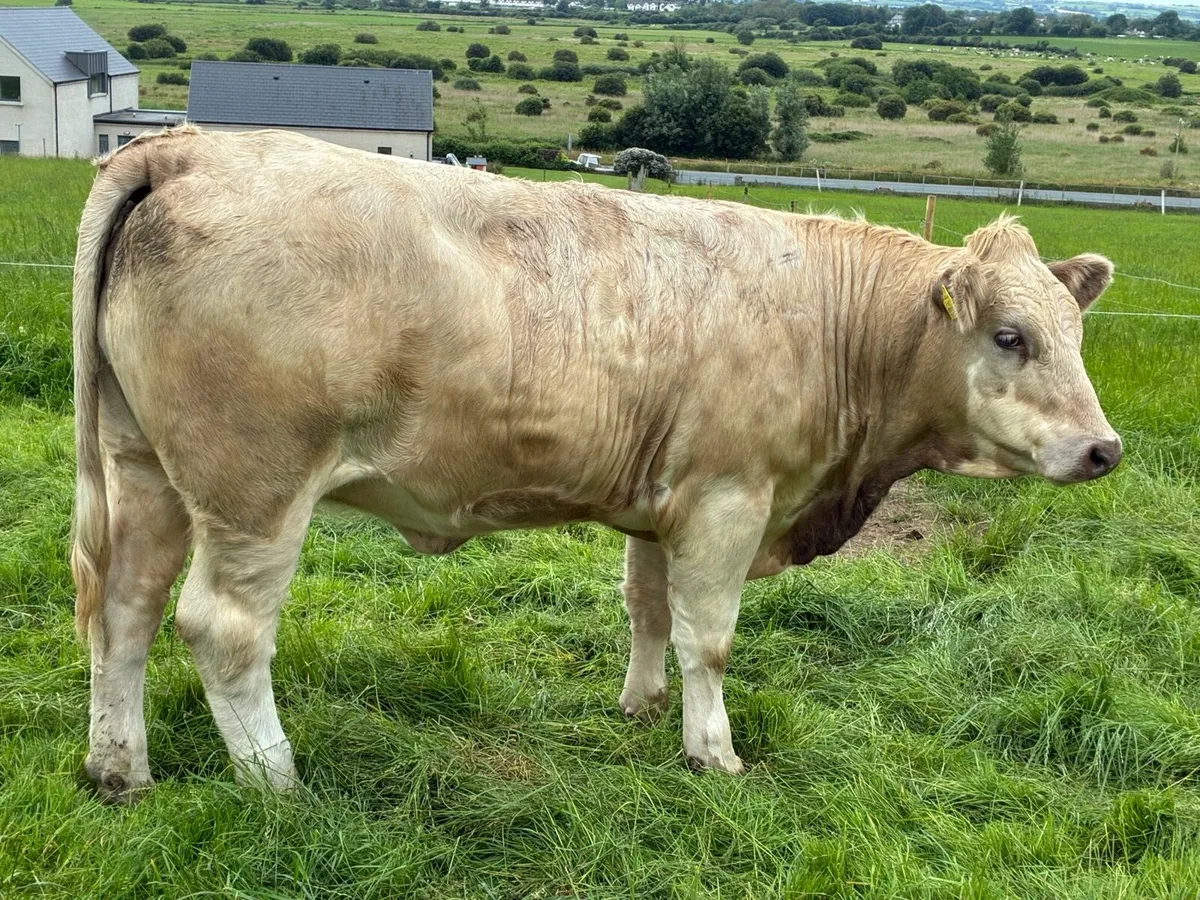 Heifers AI Bred - Image 2