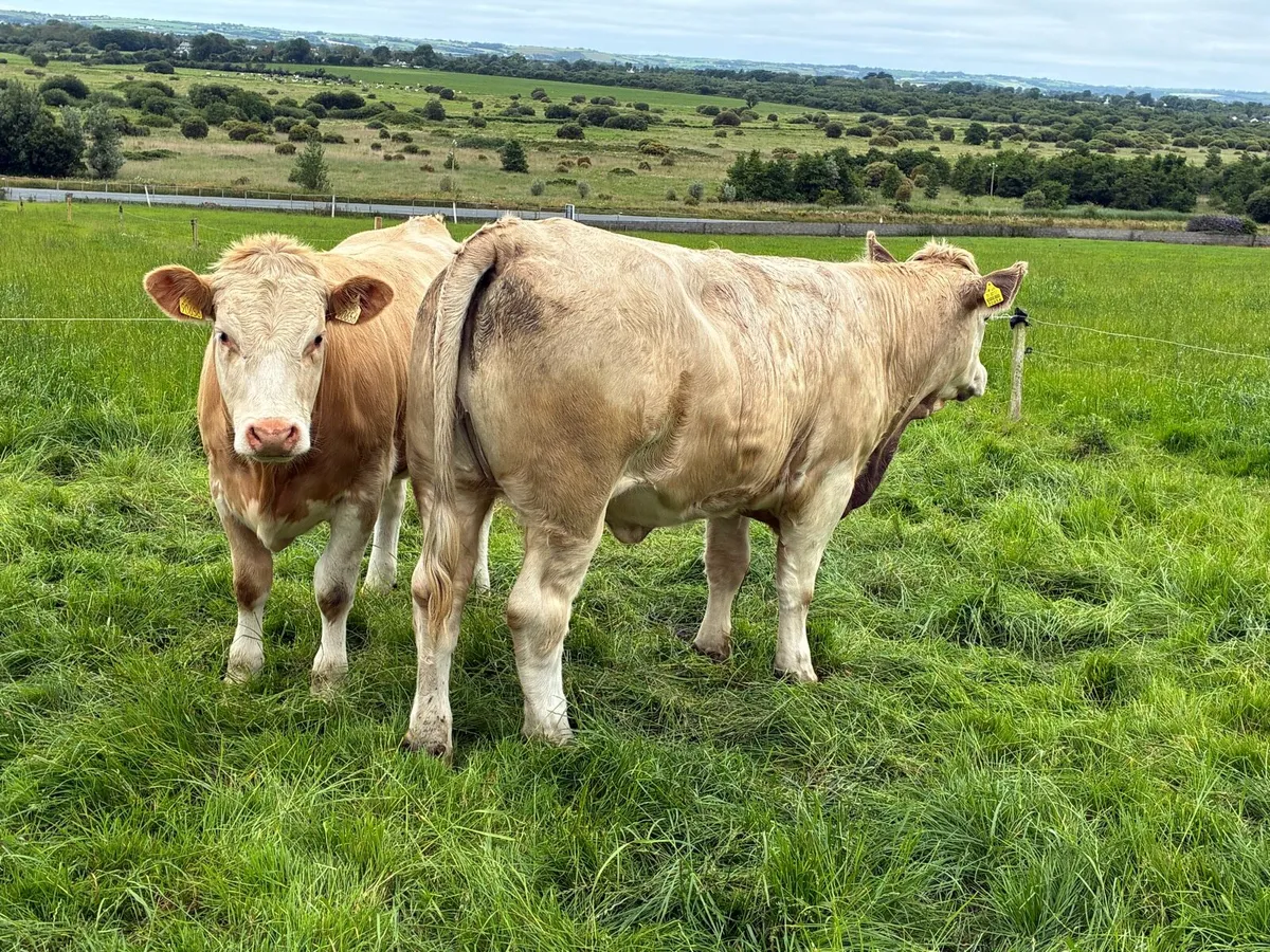 Heifers AI Bred - Image 3
