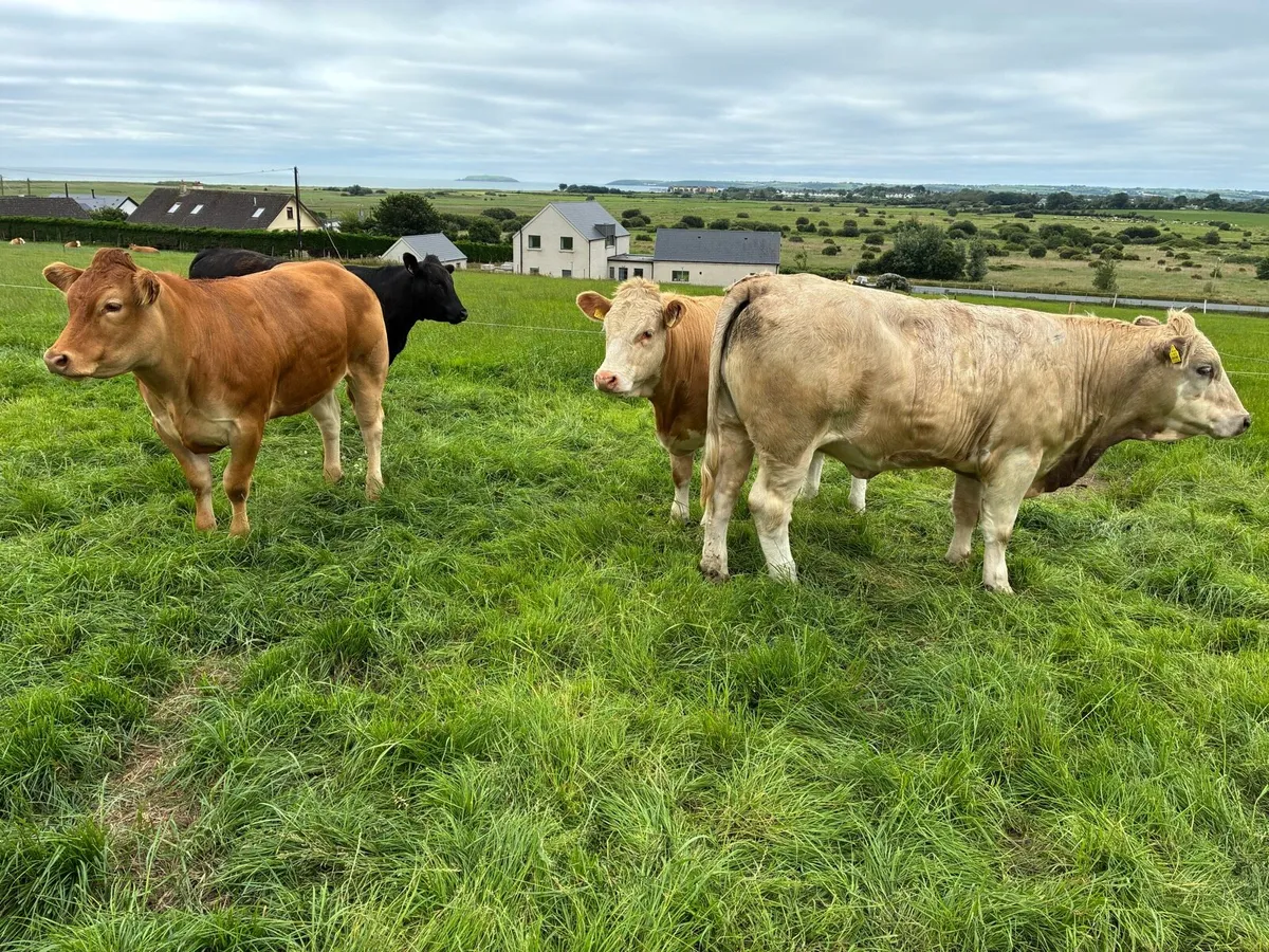 Heifers AI Bred - Image 4