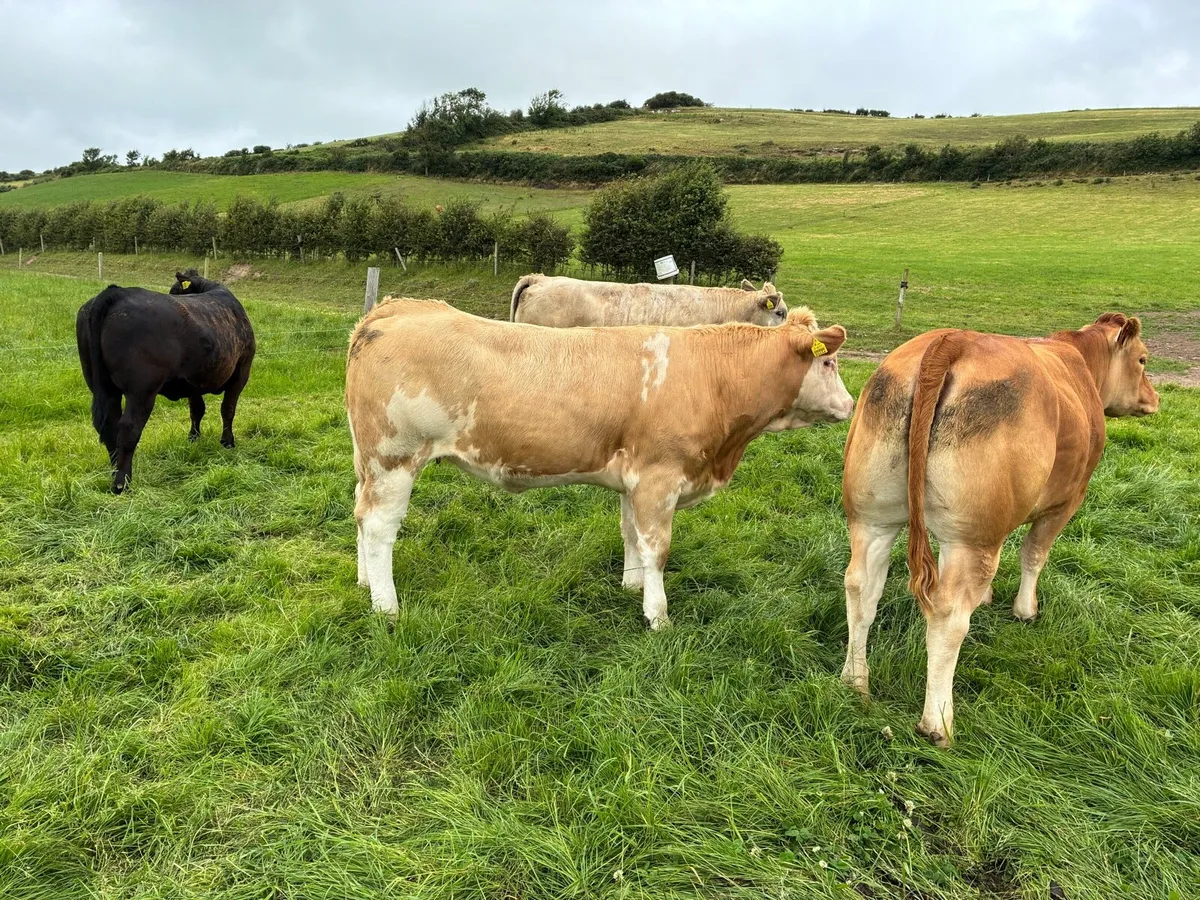 Heifers AI Bred - Image 1