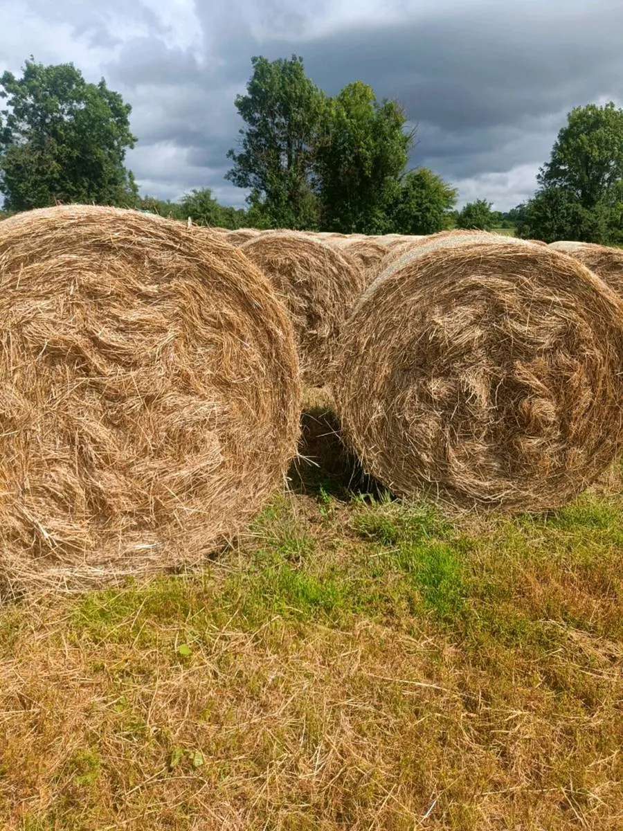 Hay - Image 1