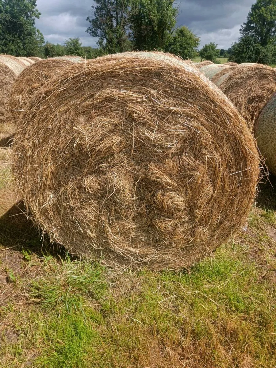 Hay - Image 2