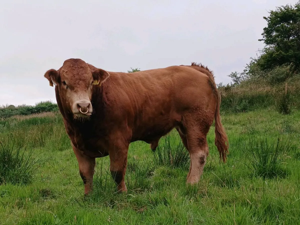 PBR Limousin Bulls - Image 2