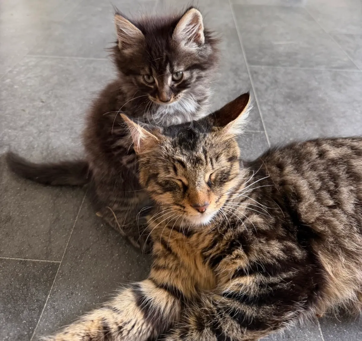 Kitten - Image 2
