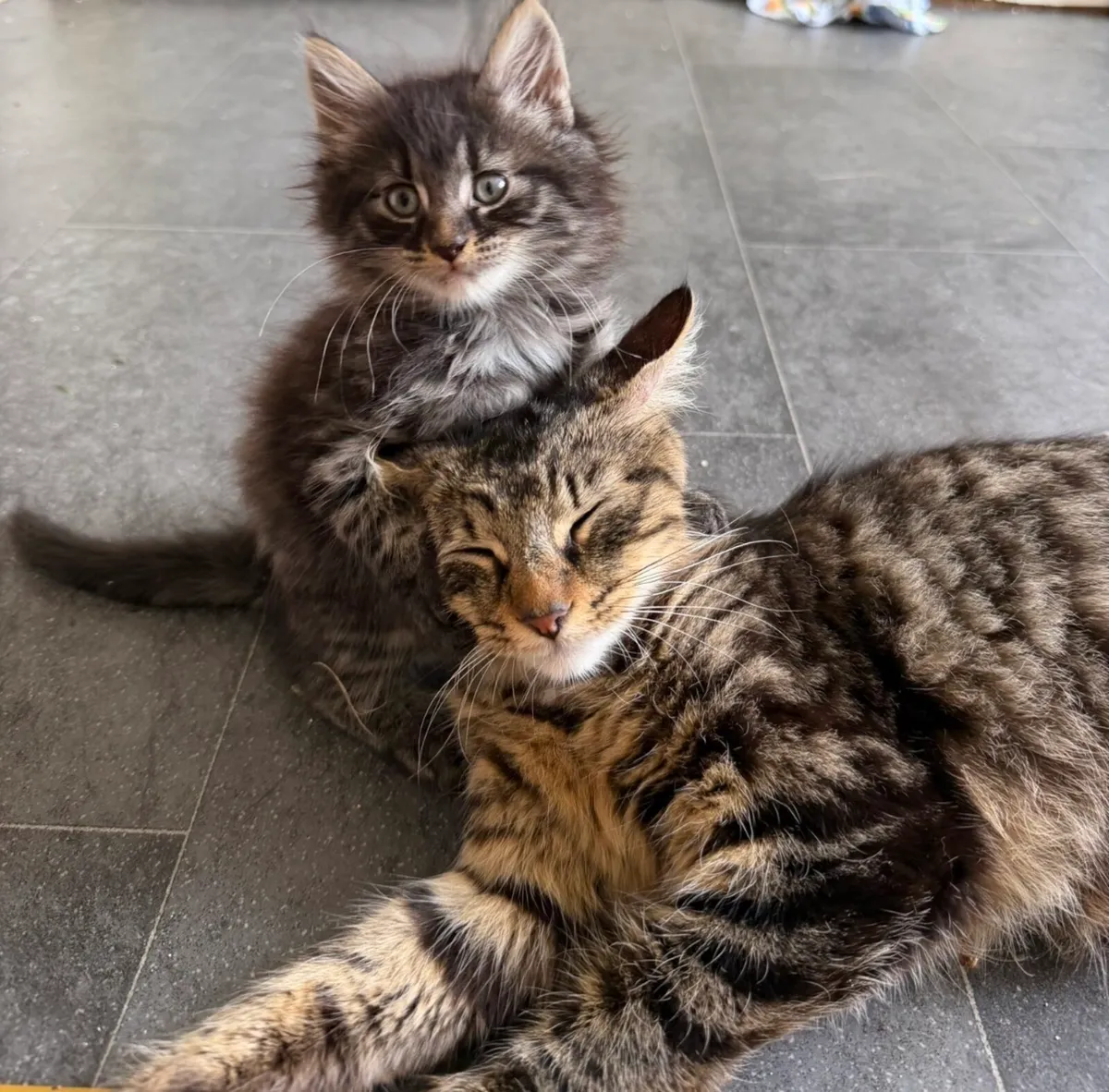 Kitten - Image 3