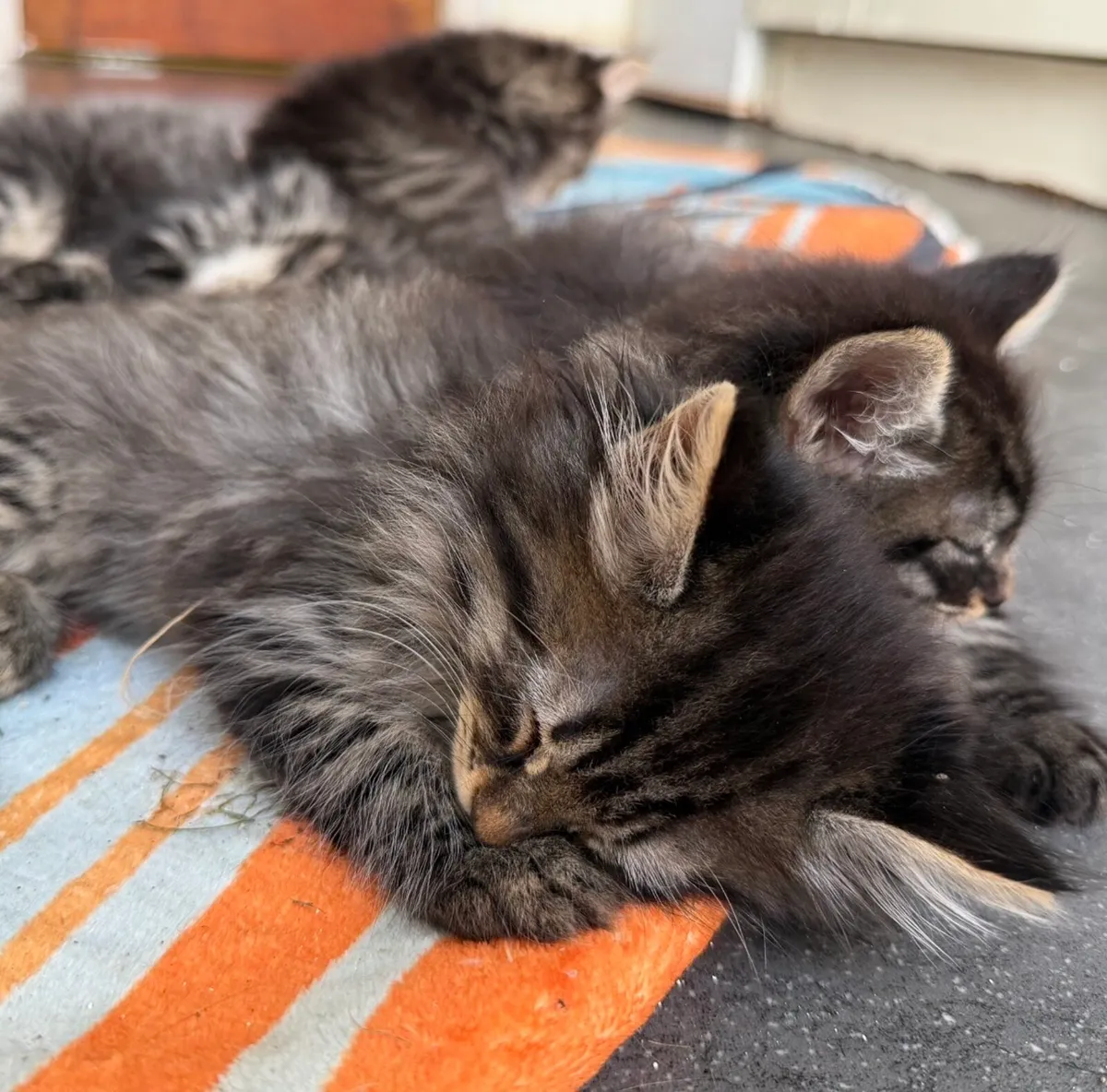 Kitten - Image 4