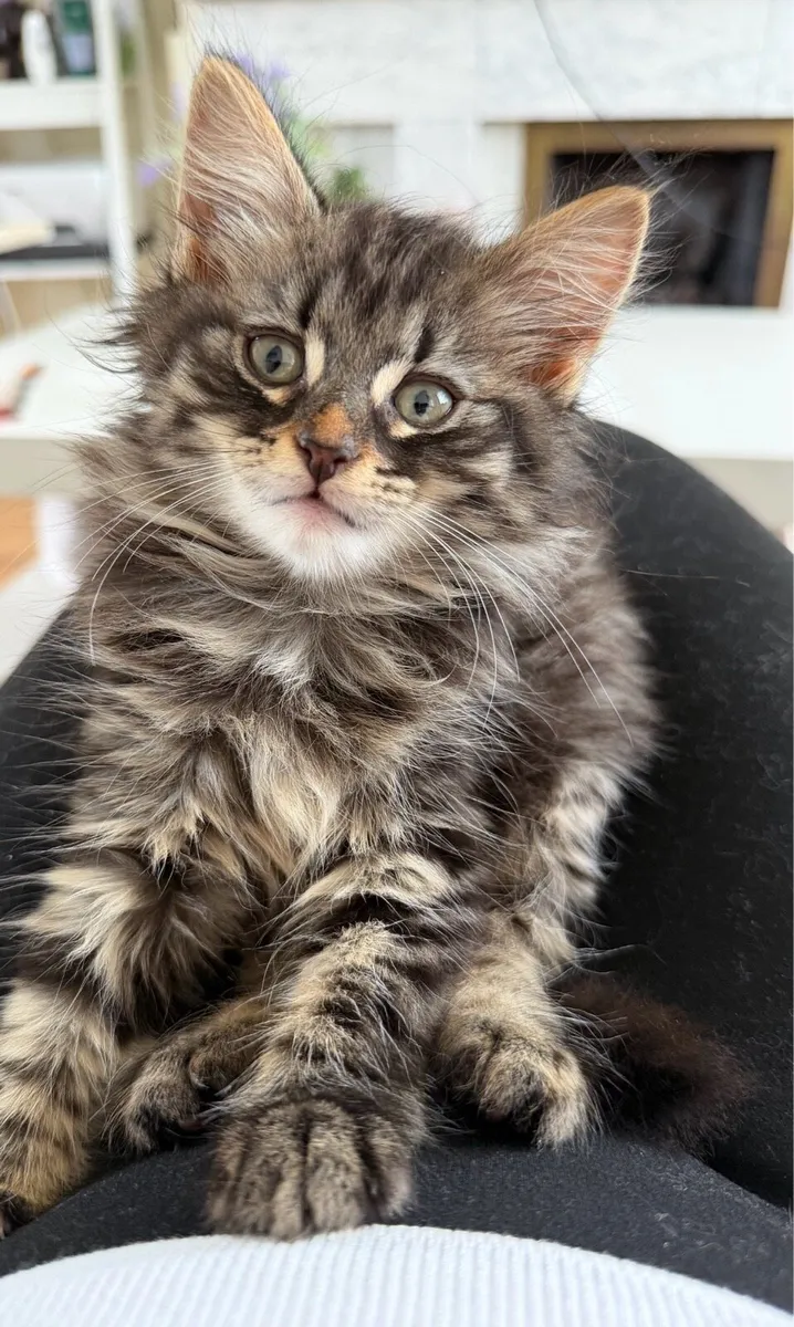 Kitten - Image 1