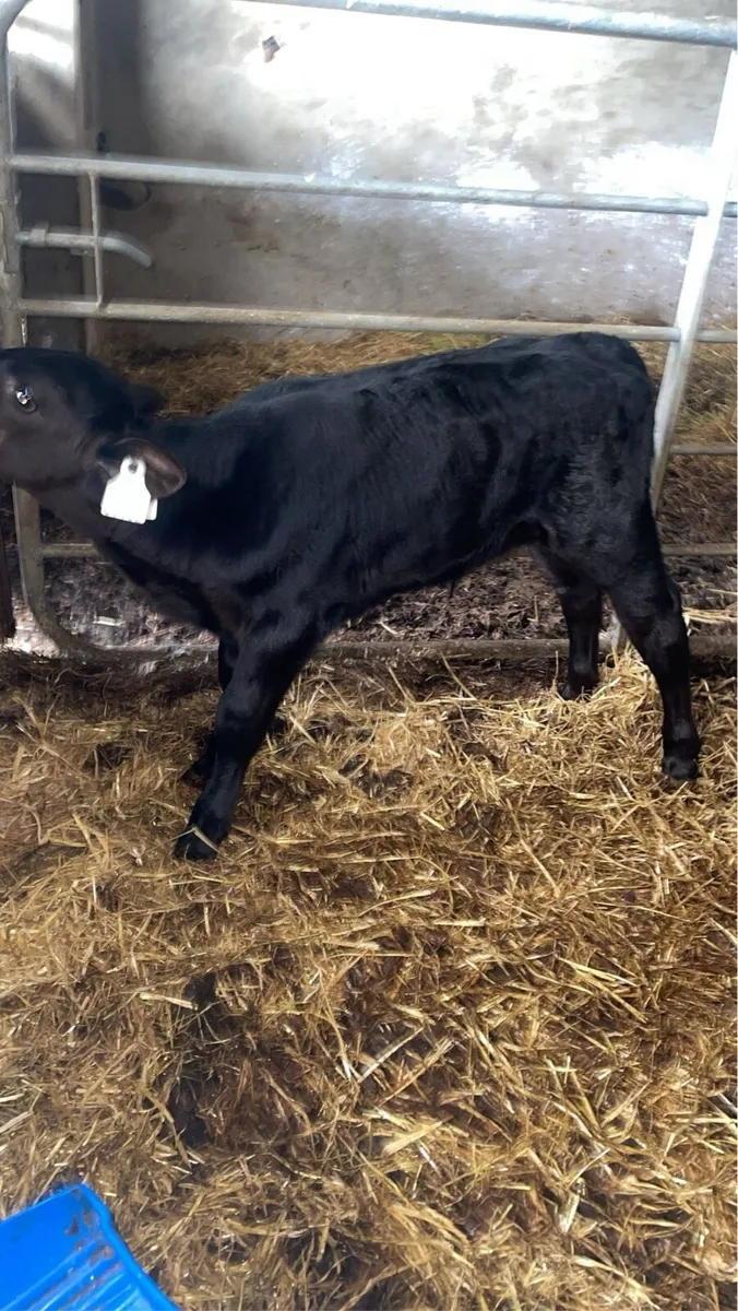 Angus bull calf - Image 2