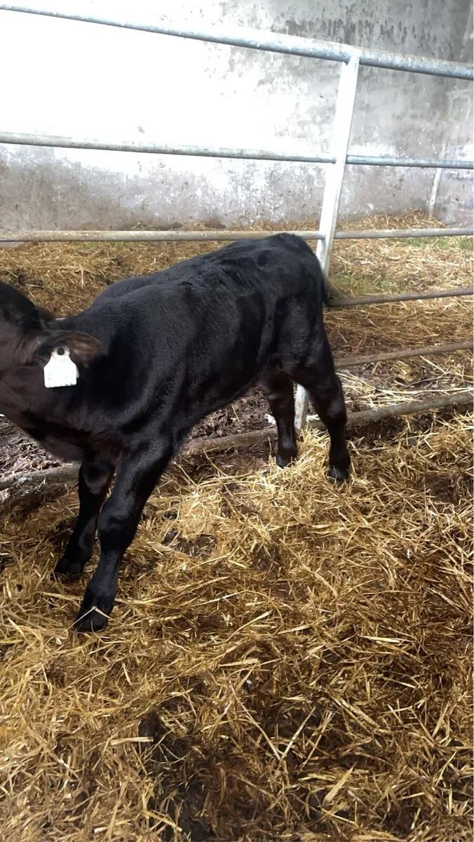 Angus bull calf - Image 1