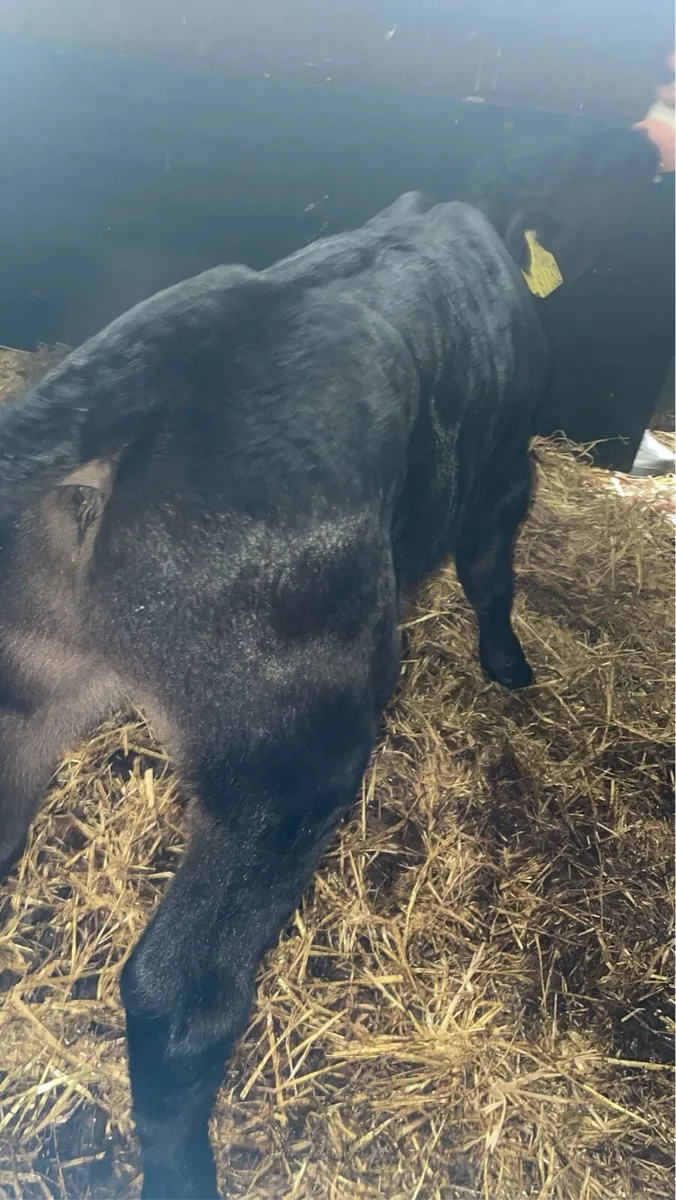 Angus bull calf - Image 3
