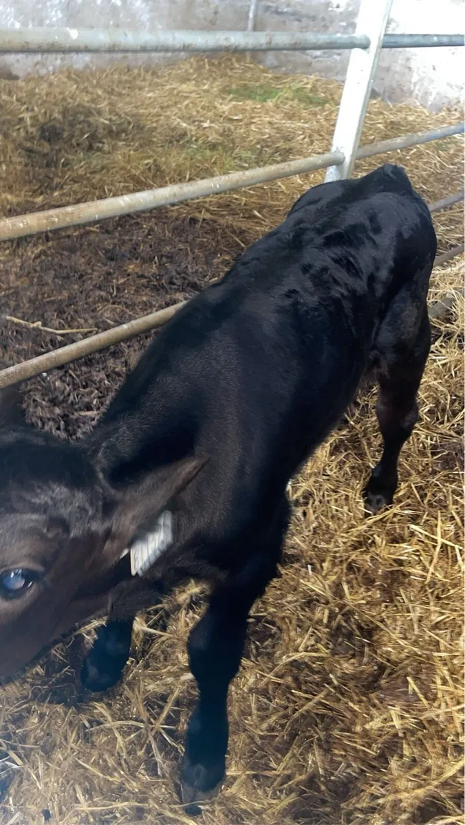 Angus bull calf - Image 4