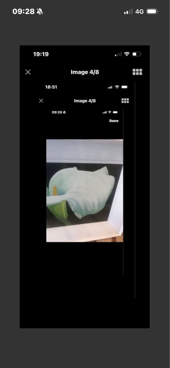 Arum Lily- Original Nicola Lynch Morrin Painting - Image 4