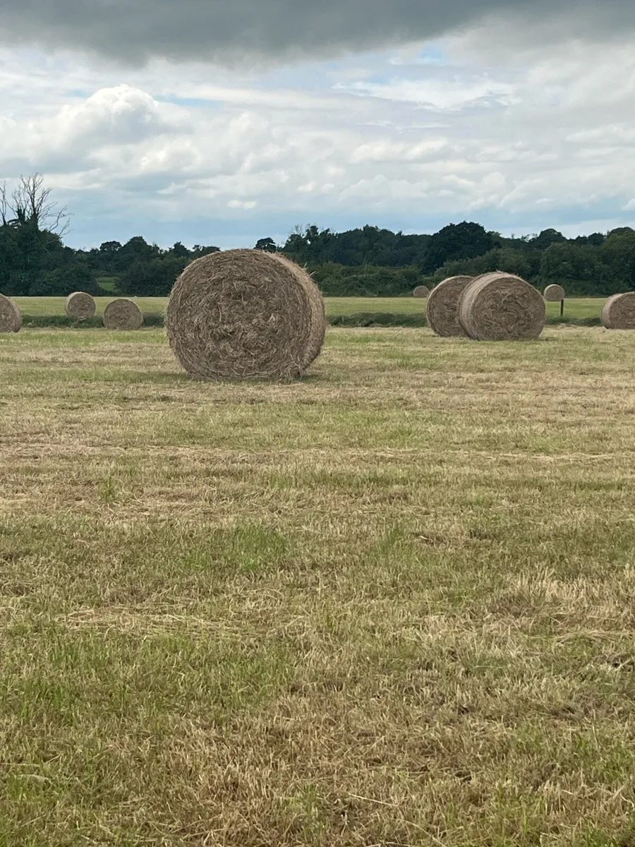 Quality Hay Round Bales - Image 1