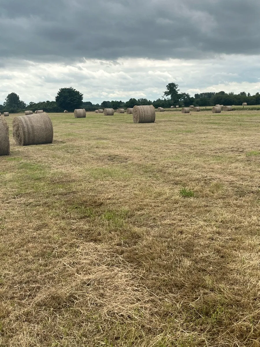 Quality Hay Round Bales - Image 2