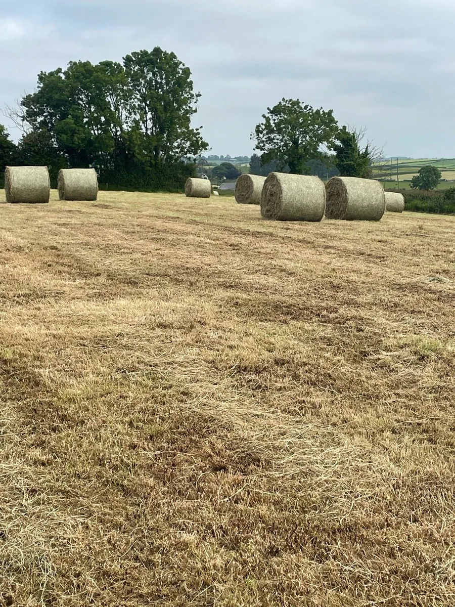 Quality Hay Round Bales - Image 4